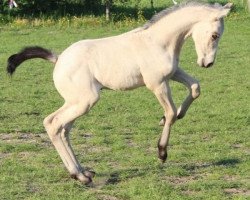 horse Ava’s First Lady Fien (Nederlands Rijpaarden en Pony, 2020, from Krem)