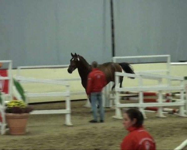 dressage horse Escuro (Westphalian, 2009, from Estobar NRW)