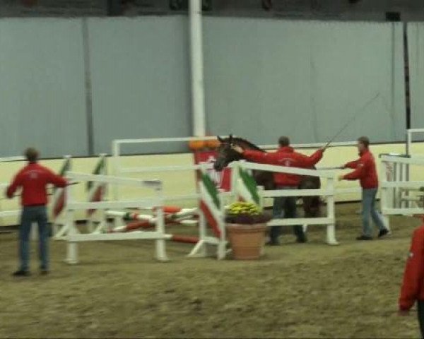 Pferd Easy Dancer (Westfale, 2009, von Ehrentanz I)