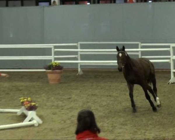 stallion Elan (Westphalian, 2009, from Ehrenpreis)