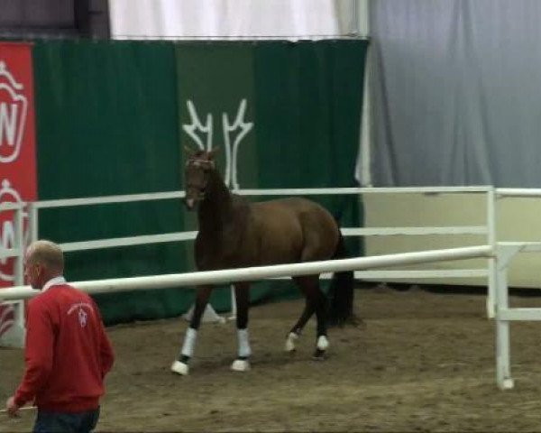 Pferd Enzio Auditore (Westfale, 2009, von Ehrenmann)