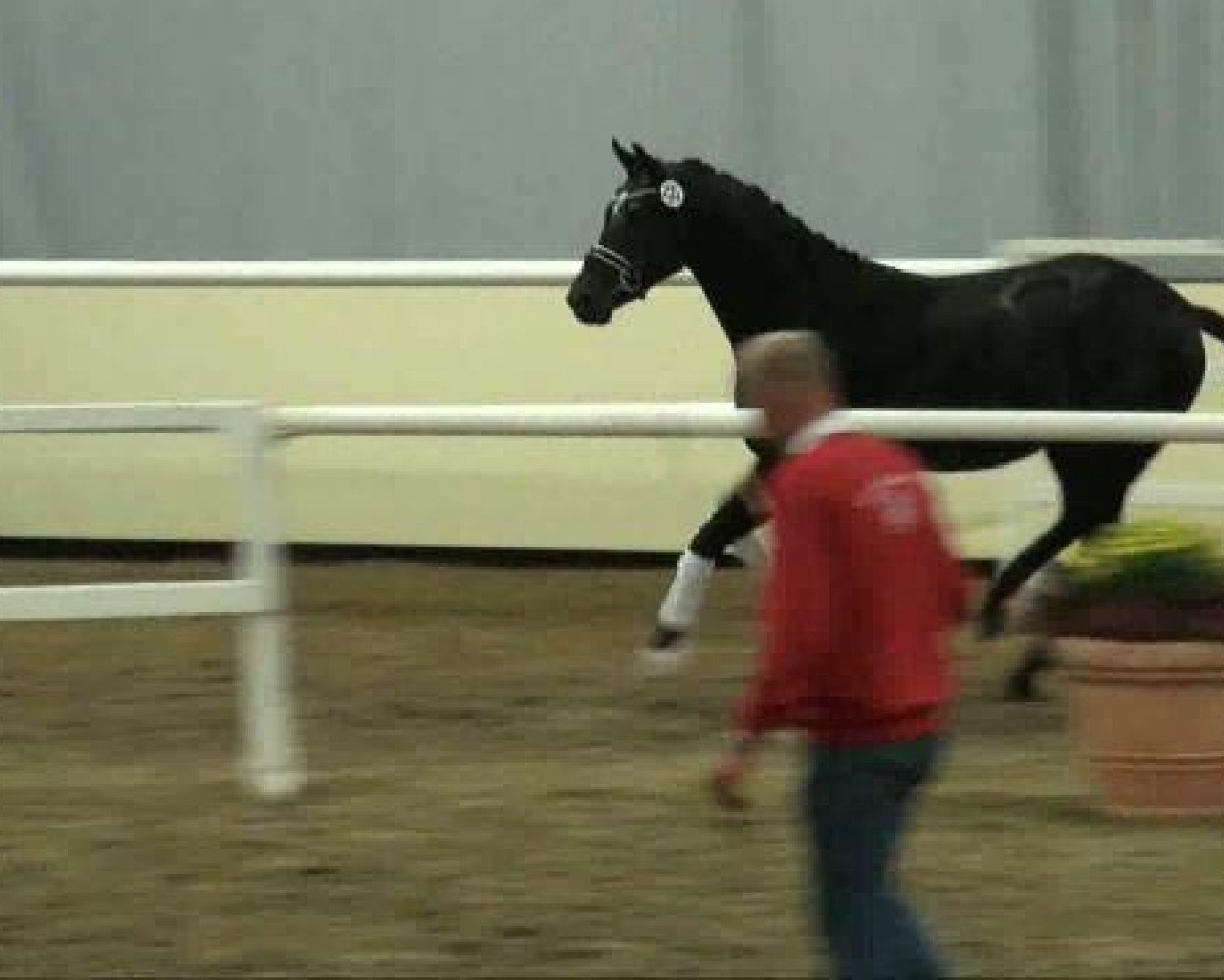 Dressurpferd Hengst von Dancier (Hannoveraner, 2009, von Dancier)
