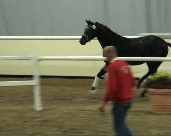 dressage horse Hengst von Dancier (Hanoverian, 2009, from Dancier)