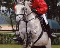 broodmare Amina (Polish Warmblood, 2000, from Louis)