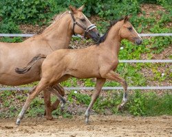 jumper Venustas Prima Ballerina (German Riding Pony, 2022, from Venustas Cool Edition)