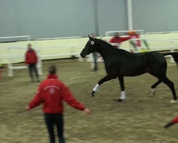 Dressurpferd Hengst von Rock Forever NRW (Westfale, 2009, von Rock Forever NRW)