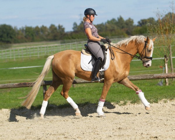 Pferd Deravica Roxette (Deutsches Reitpony, 2019, von The Braes My Mobility)