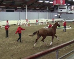 dressage horse Hengst von Riccio (Westphalian, 2009, from Riccio)