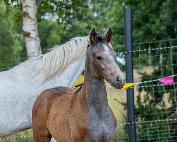 dressage horse Sadira MR (Kleines Deutsches Pony, 2022, from Venustas Cool Edition)