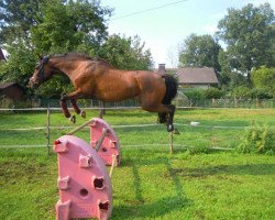 horse Nevada (German Riding Pony, 1991, from Nansen)