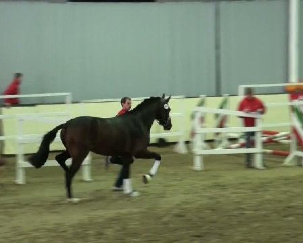 dressage horse Don Carlito (Oldenburg, 2009, from Detroit)