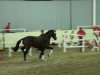 dressage horse Don Carlito (Oldenburg, 2009, from Detroit)