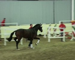 dressage horse Don Carlito (Oldenburg, 2009, from Detroit)