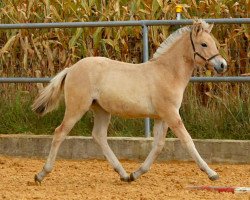 dressage horse Marisa (Fjord Horse, 2016, from Kelvin)