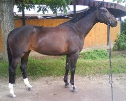 broodmare Estrelja (Hanoverian, 1998, from Eiger I)