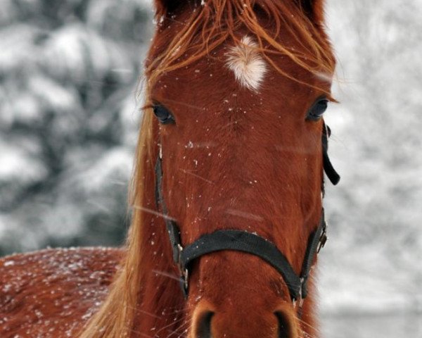 Pferd For Life (Westfale, 2009, von For Complete)