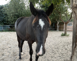 dressage horse Polarnacht P (Trakehner, 2020, from Fellini)