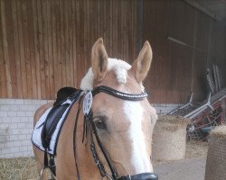 Dressurpferd Chester 308 (Deutsches Reitpony, 2010, von Cheval de Luxe)