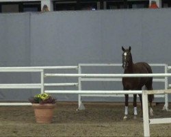 dressage horse Don Highlife (Westphalian, 2009, from De Kooning)