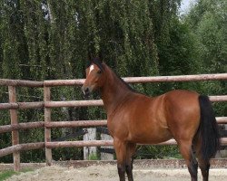 broodmare Fey's Chiara (Westphalian, 2010, from Comme il Faut)