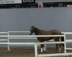 dressage horse Four Seasons 15 (Westphalian, 2009, from Fürst Piccolo)