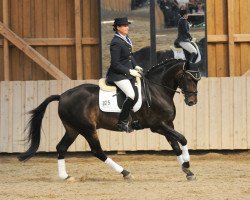 dressage horse Wayländer (Brandenburg, 1995, from Werbellinsee)