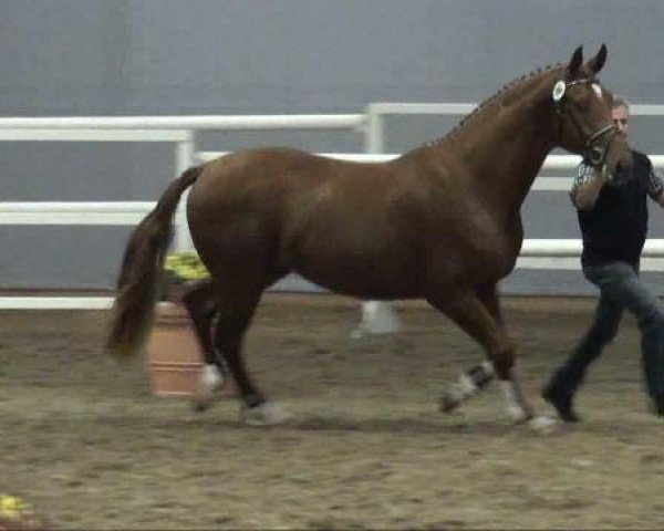 dressage horse Hengst von Florestan I (Westphalian, 2009, from Florestan I)