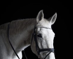 jumper Silverstar 14 (German Sport Horse, 2004, from Souveraen)