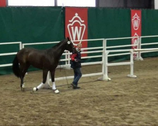 dressage horse Hengst von Fürst Grandios (Oldenburg, 2009, from Fürst Grandios)