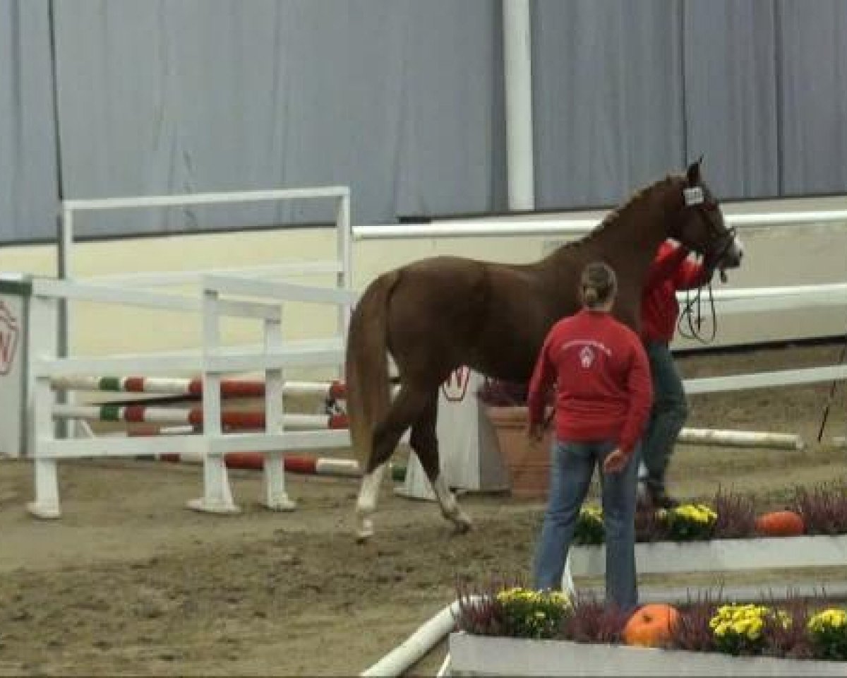 jumper Flying Dancer M (Westphalian, 2009, from For Complete)