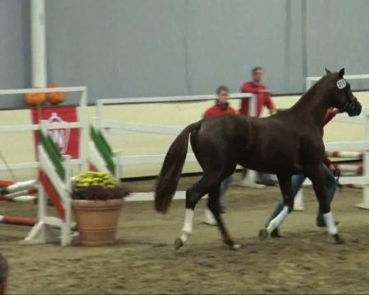 Springpferd Fürst Regent (Westfale, 2009, von Fürst Romancier)