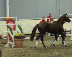 dressage horse Fürst Regent (Westphalian, 2009, from Fürst Romancier)