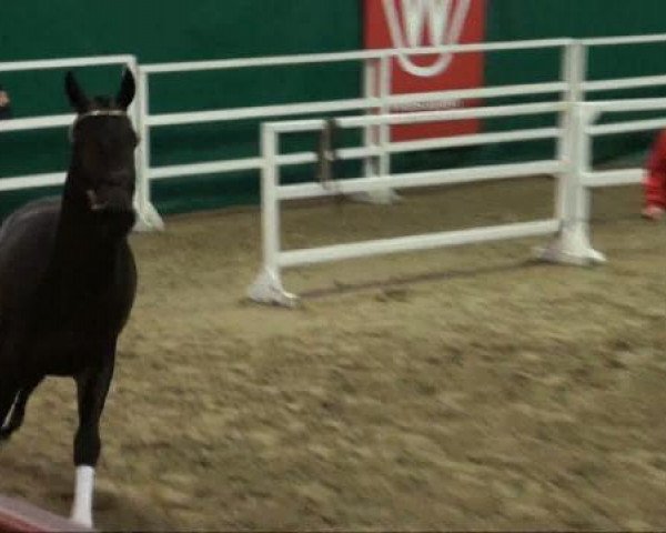 dressage horse Hengst von Fürst Piccolo (Westphalian, 2009, from Fürst Piccolo)