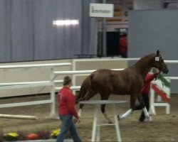 dressage horse Frasier (Westphalian, 2009, from Fürst Piccolo)