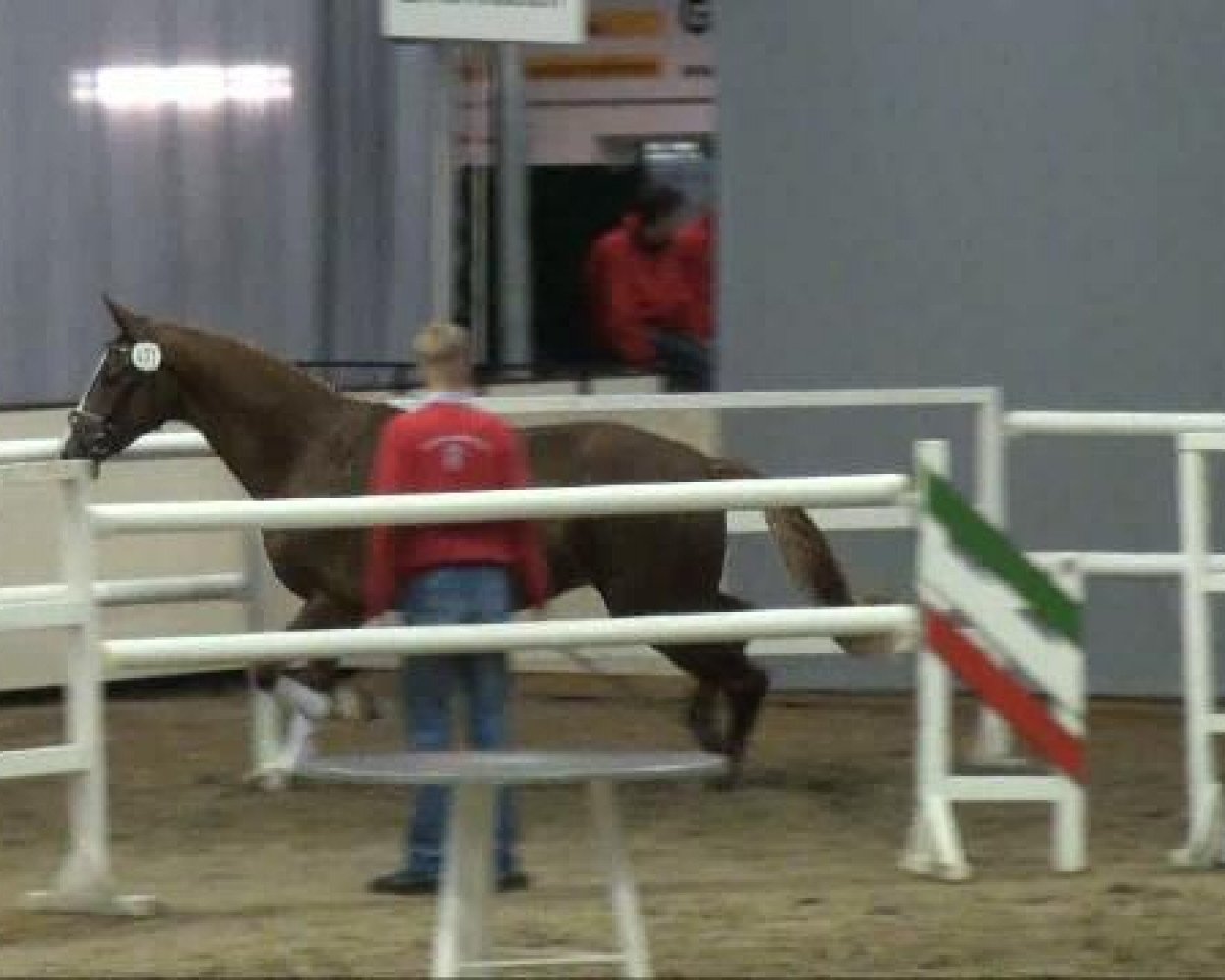 dressage horse Fürst Frederic H (Hanoverian, 2009, from Fürst Nymphenburg)