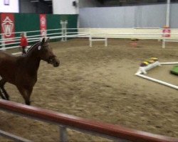 dressage horse Fürst Lacki K (Westphalian, 2009, from Fürst Romancier)