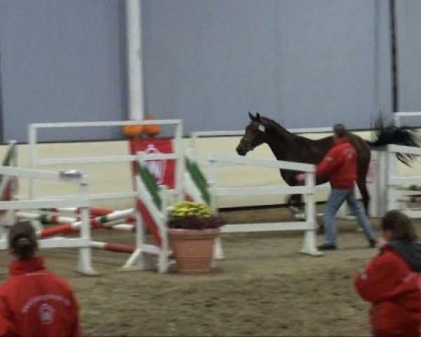 dressage horse Hengst von Florenciano 6 (Westphalian, 2009, from Florenciano 6)