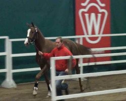 dressage horse Firedancer 4 (Westphalian, 2009, from Fifty Cent)