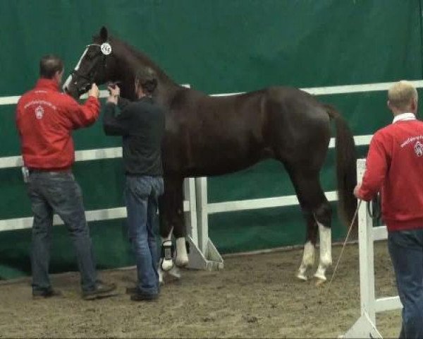 dressage horse Der Hit 2 (Oldenburg, 2009, from Diamond Hit)