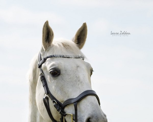 Springpferd Leroy 193 (Mecklenburger, 2011, von Levisonn 208 FIN)