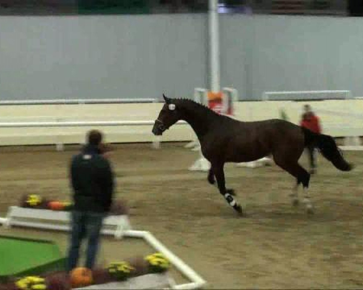 jumper Cadillac Jack (2) (Westphalian, 2009, from Coronas 2)