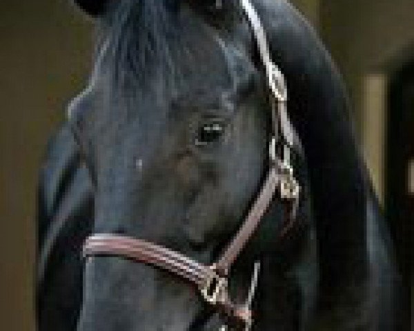 stallion Rivendell Highflyer (Hanoverian, 2007, from Hotline)