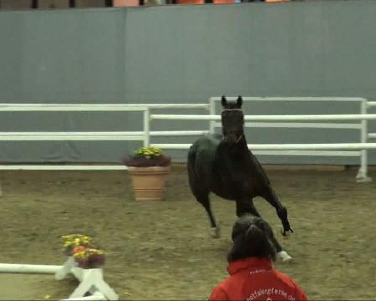 jumper Cassius Cassai (Westphalian, 2009, from Continus Grannus)