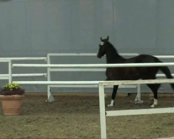 Springpferd Cybob (Westfale, 2009, von Cornado NRW)