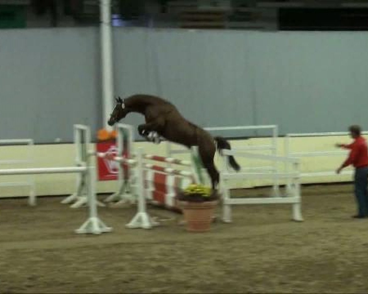 jumper Count Contend (Hanoverian, 2009, from Comte)