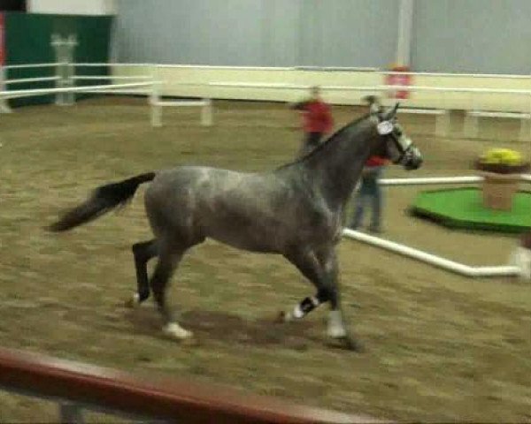 dressage horse Contrell (Westphalian, 2009, from Colbert GTI)