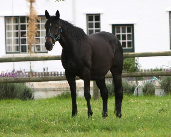 broodmare Daha's Leader xx (Thoroughbred, 2005, from Parade Leader xx)