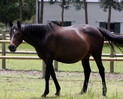 broodmare Absolut Beat xx (Thoroughbred,  , from Caesour xx)