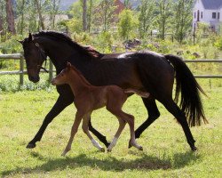 broodmare Miss Millenium xx (Thoroughbred, 1998, from Centenary xx)