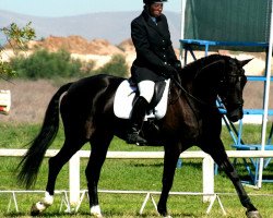 Zuchtstute Duneside More 'n More (Namibia Warmblut,  , von Pepino)